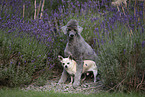 2 Hunde