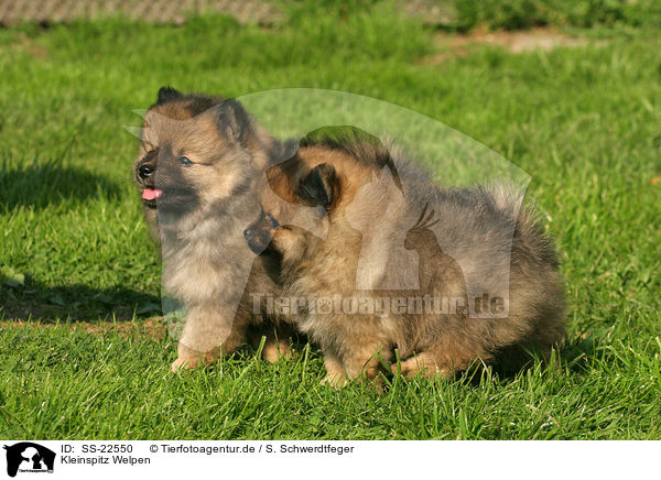 Kleinspitz Welpen / Kleinspitz Puppies / SS-22550