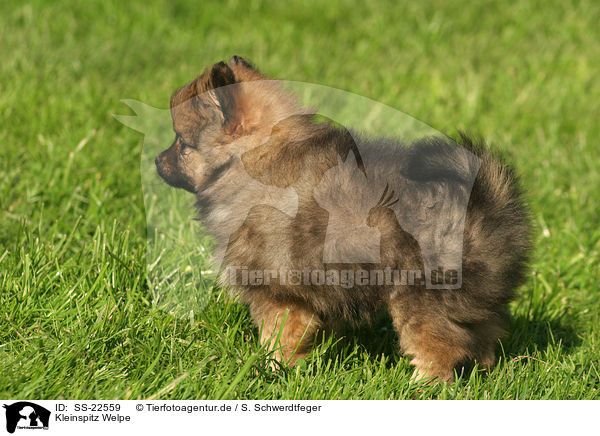 Kleinspitz Welpe / Kleinspitz Puppy / SS-22559