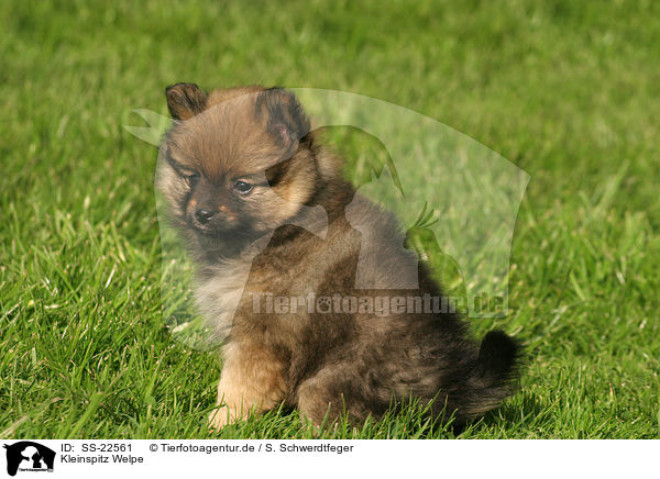 Kleinspitz Welpe / Kleinspitz Puppy / SS-22561