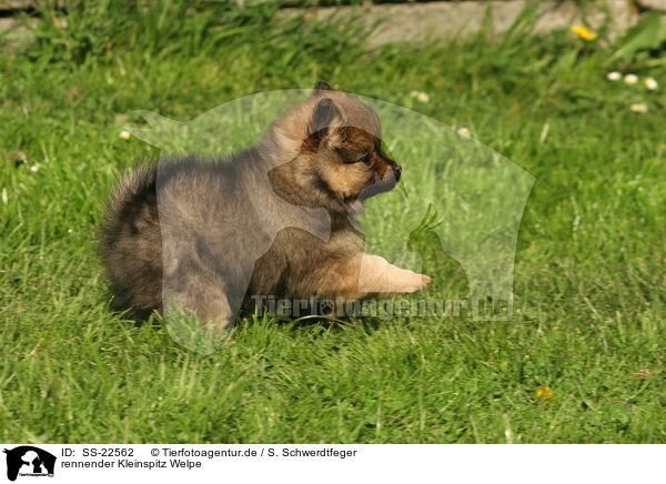 rennender Kleinspitz Welpe / running Kleinspitz Puppy / SS-22562