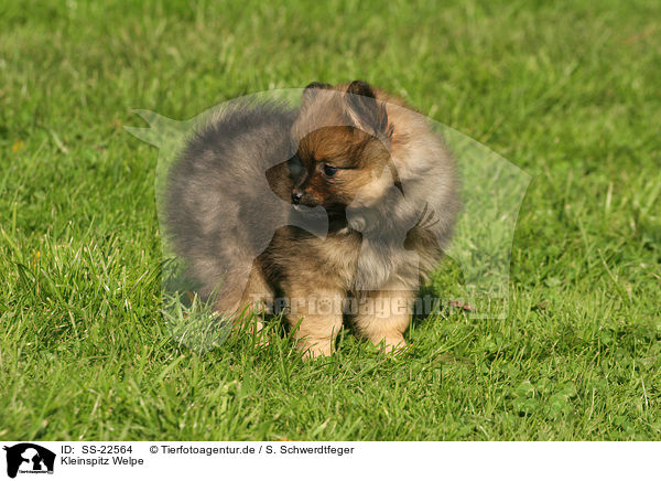 Kleinspitz Welpe / Kleinspitz Puppy / SS-22564