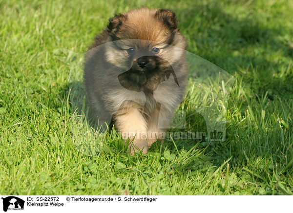 Kleinspitz Welpe / Kleinspitz Puppy / SS-22572