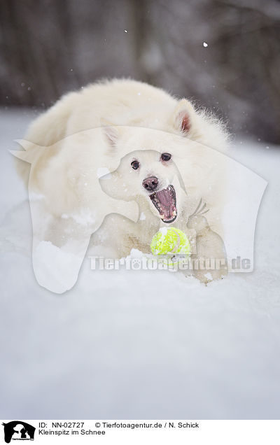 Kleinspitz im Schnee / small spitz in snow / NN-02727