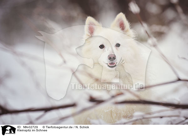 Kleinspitz im Schnee / small spitz in snow / NN-02729