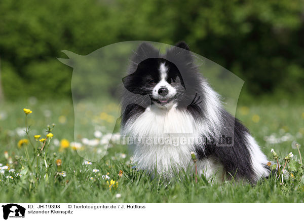sitzender Kleinspitz / JH-19398