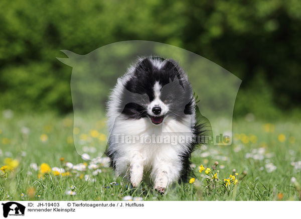 rennender Kleinspitz / running Spitz / JH-19403