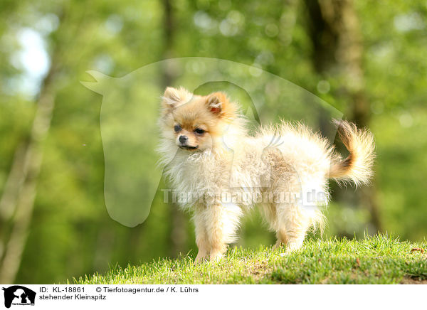 stehender Kleinspitz / standing Miniature Spitz / KL-18861