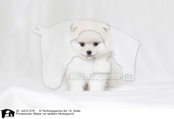 Pomeranian Welpe vor weiem Hintergrund / Pomeranian Puppy in front of white background / SZ-01278