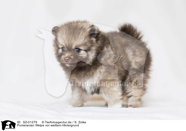Pomeranian Welpe vor weiem Hintergrund / Pomeranian Puppy in front of white background / SZ-01279