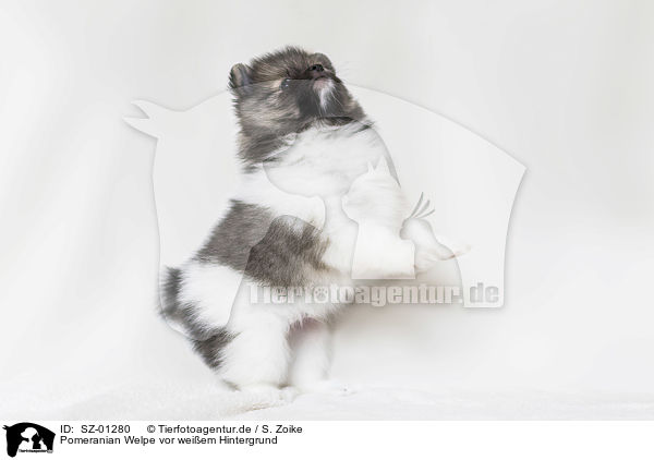 Pomeranian Welpe vor weiem Hintergrund / Pomeranian Puppy in front of white background / SZ-01280