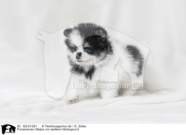 Pomeranian Welpe vor weiem Hintergrund / Pomeranian Puppy in front of white background / SZ-01281