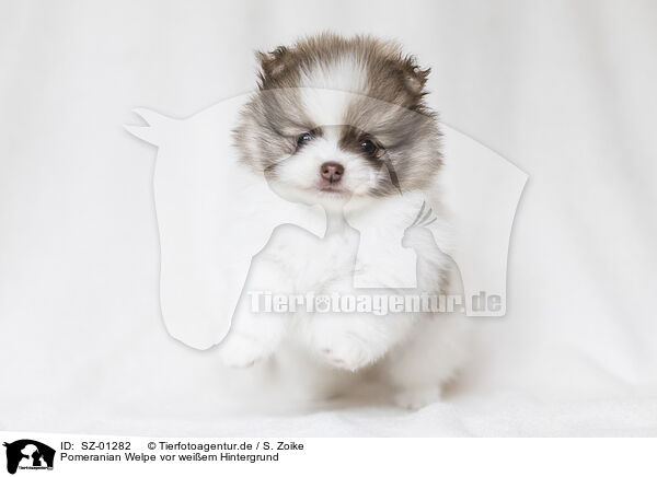 Pomeranian Welpe vor weiem Hintergrund / Pomeranian Puppy in front of white background / SZ-01282