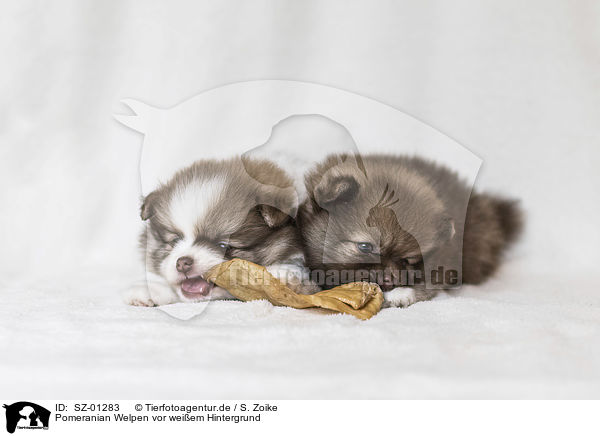 Pomeranian Welpen vor weiem Hintergrund / Pomeranian Puppies in front of white background / SZ-01283