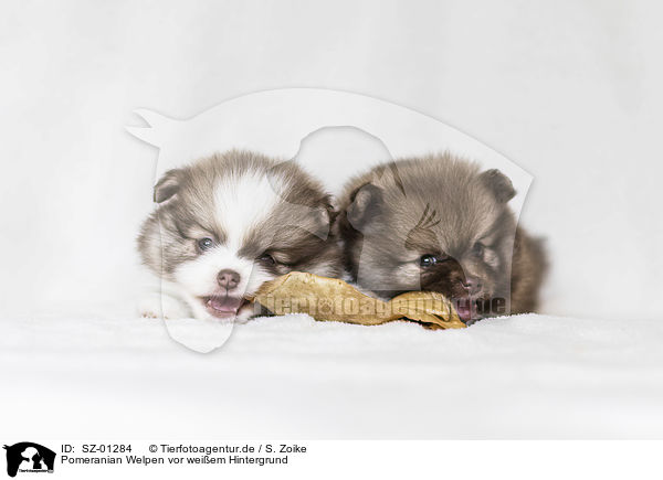 Pomeranian Welpen vor weiem Hintergrund / Pomeranian Puppies in front of white background / SZ-01284