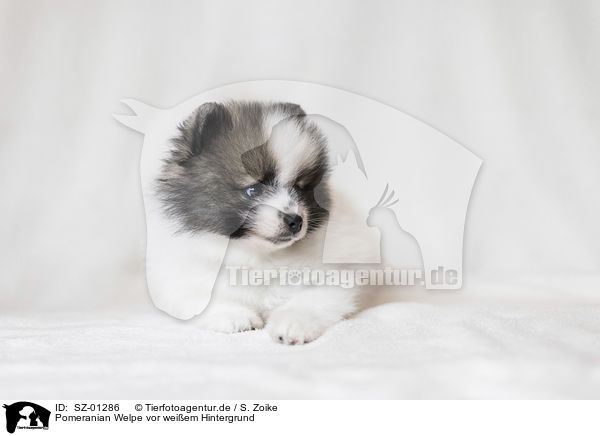 Pomeranian Welpe vor weiem Hintergrund / Pomeranian Puppy in front of white background / SZ-01286