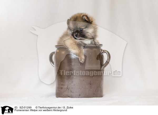 Pomeranian Welpe vor weiem Hintergrund / Pomeranian Puppy in front of white background / SZ-01289