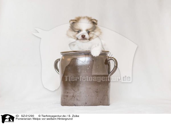 Pomeranian Welpe vor weiem Hintergrund / Pomeranian Puppy in front of white background / SZ-01290