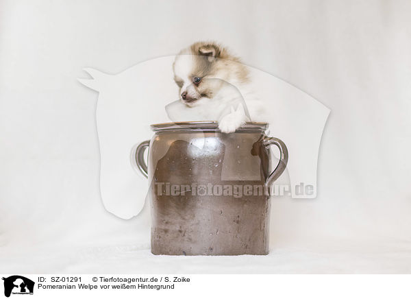 Pomeranian Welpe vor weiem Hintergrund / Pomeranian Puppy in front of white background / SZ-01291