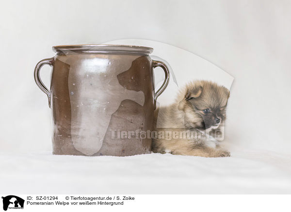 Pomeranian Welpe vor weiem Hintergrund / Pomeranian Puppy in front of white background / SZ-01294