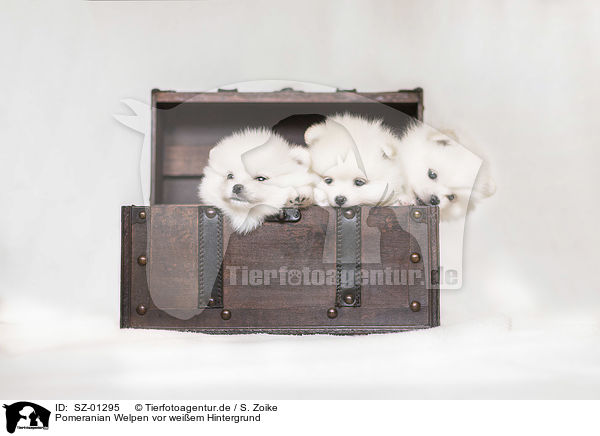 Pomeranian Welpen vor weiem Hintergrund / Pomeranian Puppies in front of white background / SZ-01295