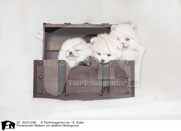 Pomeranian Welpen vor weiem Hintergrund / Pomeranian Puppies in front of white background / SZ-01296