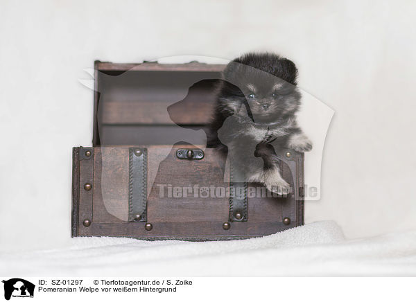 Pomeranian Welpe vor weiem Hintergrund / Pomeranian Puppy in front of white background / SZ-01297