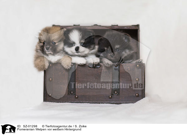 Pomeranian Welpen vor weiem Hintergrund / Pomeranian Puppies in front of white background / SZ-01298