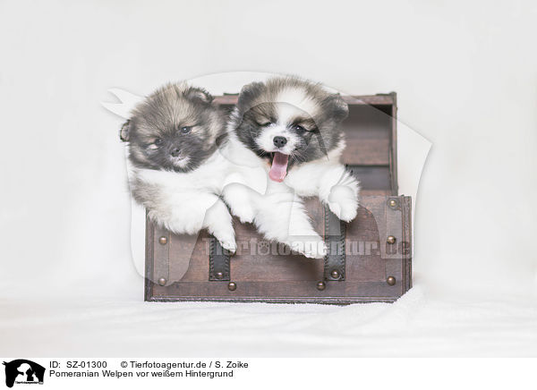 Pomeranian Welpen vor weiem Hintergrund / Pomeranian Puppies in front of white background / SZ-01300