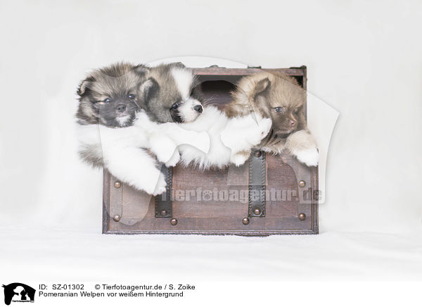 Pomeranian Welpen vor weiem Hintergrund / Pomeranian Puppies in front of white background / SZ-01302