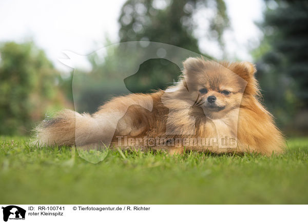 roter Kleinspitz / red Pomeranian / RR-100741