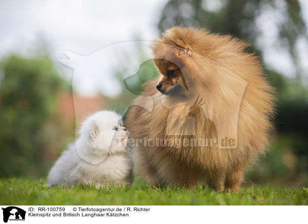 Kleinspitz und Britisch Langhaar Ktzchen / RR-100759