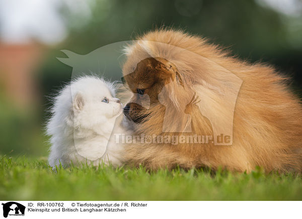 Kleinspitz und Britisch Langhaar Ktzchen / RR-100762