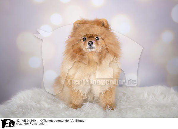 sitzender Pomeranian / sitting Pomeranian / AE-01260