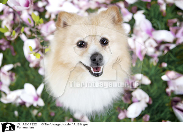 Pomeranian / Pomeranian / AE-01322