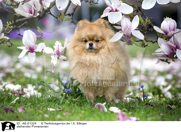 stehender Pomeranian / standing Pomeranian / AE-01324