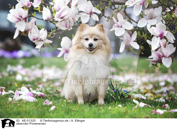 sitzender Pomeranian / sitting Pomeranian / AE-01325