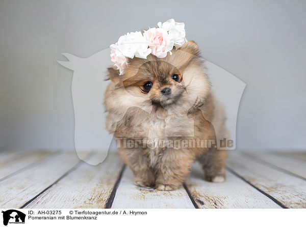 Pomeranian mit Blumenkranz / Pomeranian with wreath of flowers / AH-03275