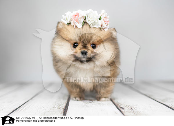 Pomeranian mit Blumenkranz / Pomeranian with wreath of flowers / AH-03279