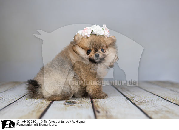 Pomeranian mit Blumenkranz / Pomeranian with wreath of flowers / AH-03280