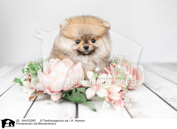 Pomeranian mit Blumenkranz / Pomeranian with wreath of flowers / AH-03285