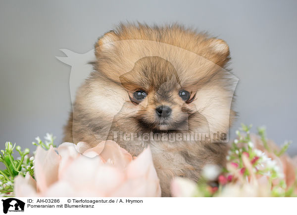 Pomeranian mit Blumenkranz / Pomeranian with wreath of flowers / AH-03286