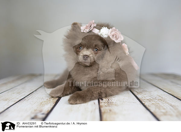 Pomeranian mit Blumenkranz / Pomeranian with wreath of flowers / AH-03291
