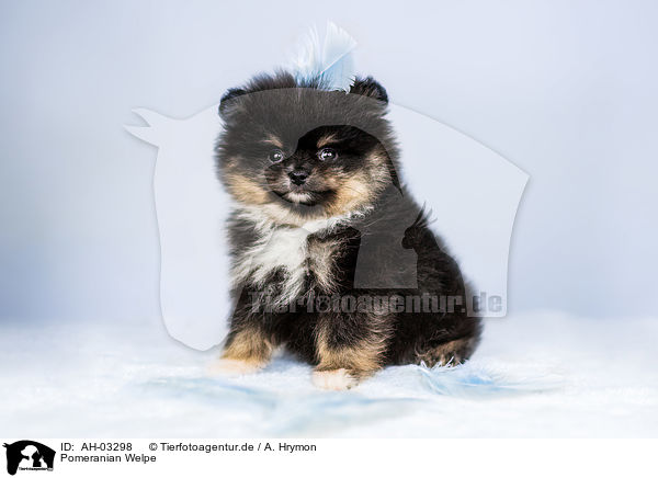 Pomeranian Welpe / Pomeranian puppy / AH-03298