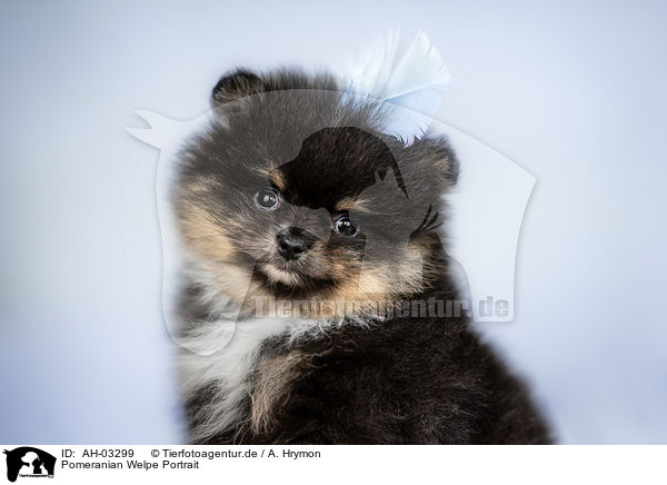 Pomeranian Welpe Portrait / Pomeranian puppy portrait / AH-03299