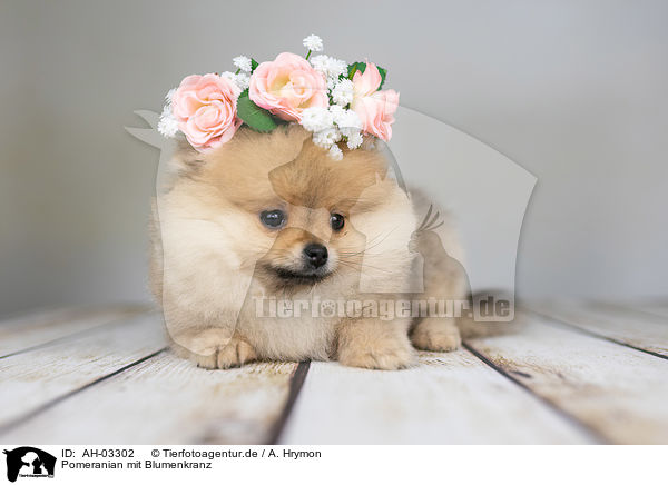Pomeranian mit Blumenkranz / Pomeranian with wreath of flowers / AH-03302
