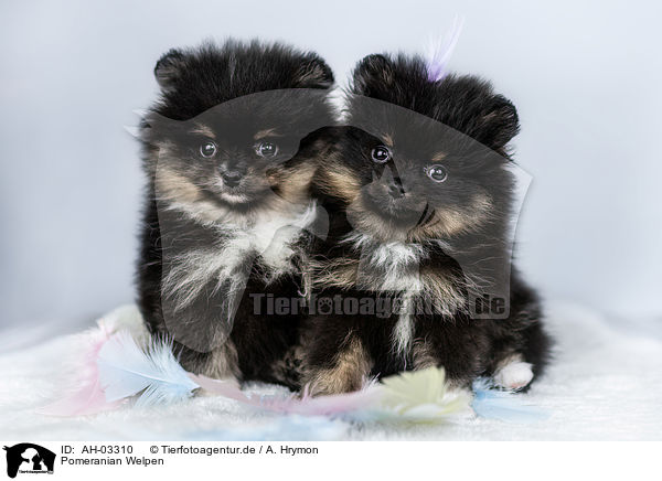 Pomeranian Welpen / Pomeranian puppies / AH-03310