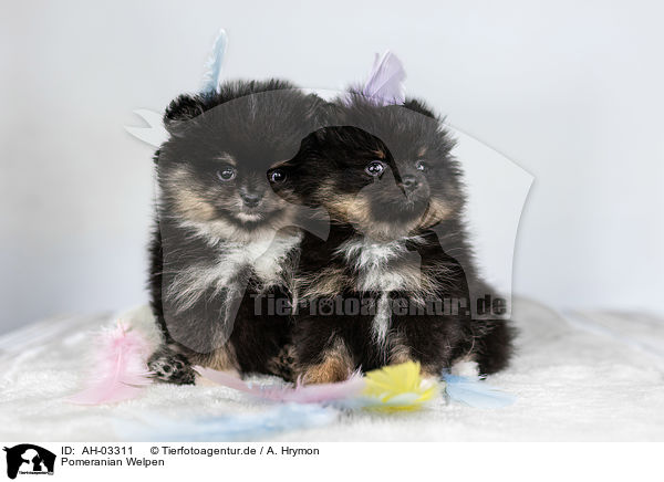 Pomeranian Welpen / Pomeranian puppies / AH-03311