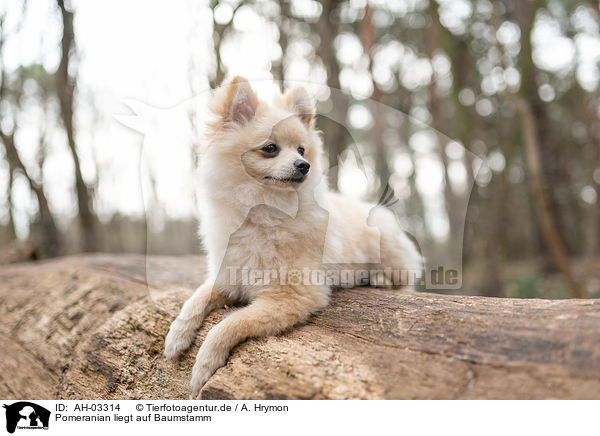 Pomeranian liegt auf Baumstamm / AH-03314