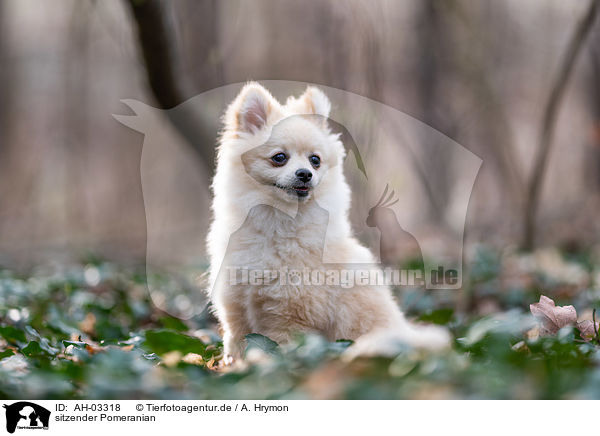 sitzender Pomeranian / AH-03318